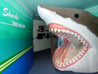 Aurora Fossil Museum Shark teeth exhibit