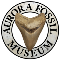Aurora Fossil Museum, an engaging anchor of the town representing the culture of Aurora and surrounding communities