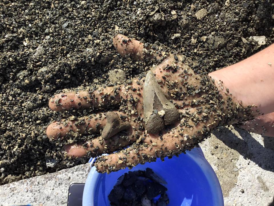 Fossil Find at the Aurora Fossil Museum