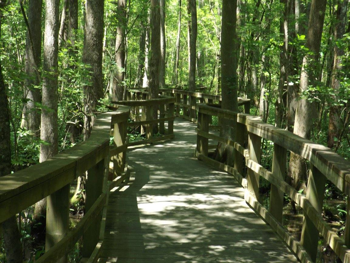 Cashie wetlands walkway, Windsor NC